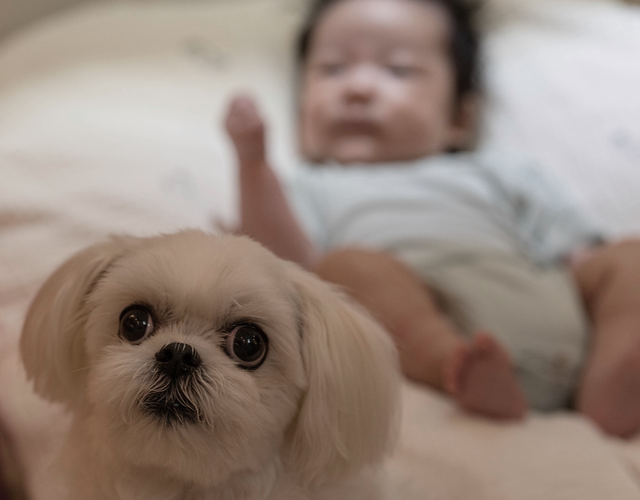 Crianças e pets: É cada vez mais comum ver perfis nas redes sociais repletos de fotos que registram momentos de interação entre pets e crianças...