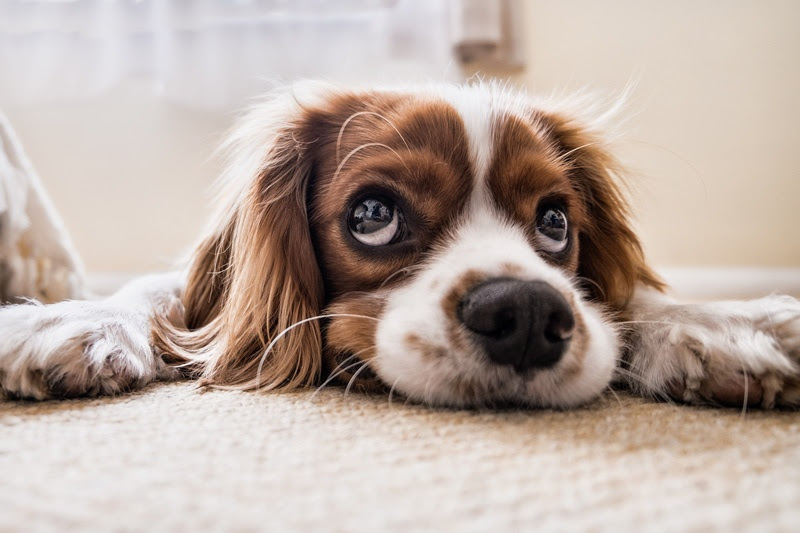 Os pets ganham o coração dos tutores, que os têm em lugar de honra na família. E é recíproco. Os animais também demonstram claramente o seu sentimento...