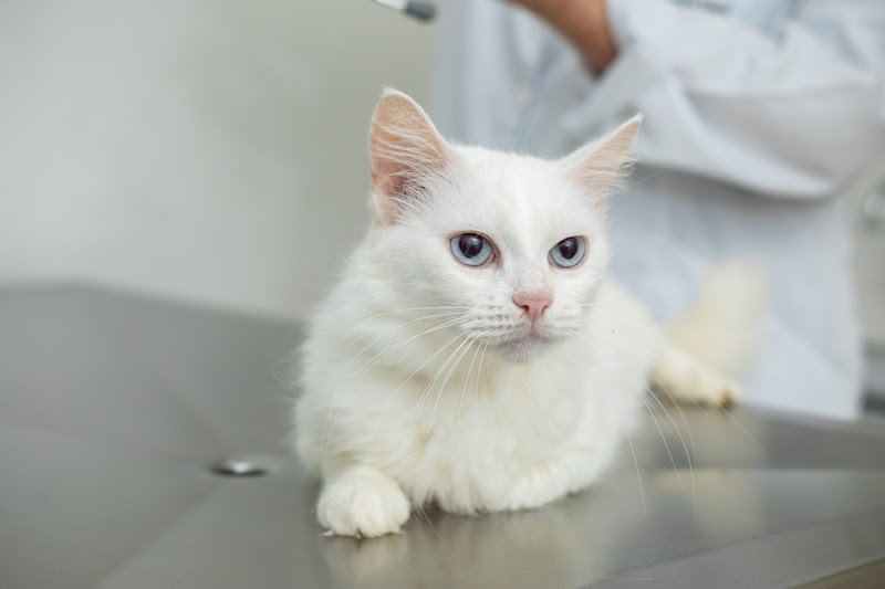 Os pets ganham o coração dos tutores, que os têm em lugar de honra na família. E é recíproco. Os animais também demonstram claramente o seu sentimento...