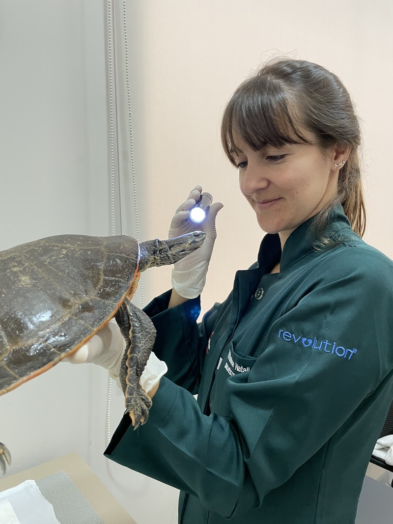 Os pets ganham o coração dos tutores, que os têm em lugar de honra na família. E é recíproco. Os animais também demonstram claramente o seu sentimento...