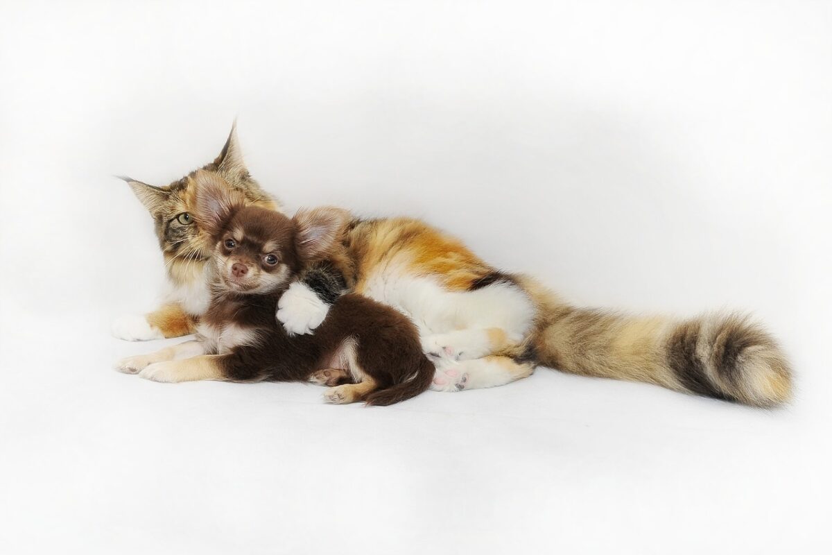 Os pets ganham o coração dos tutores, que os têm em lugar de honra na família. E é recíproco. Os animais também demonstram claramente o seu sentimento...