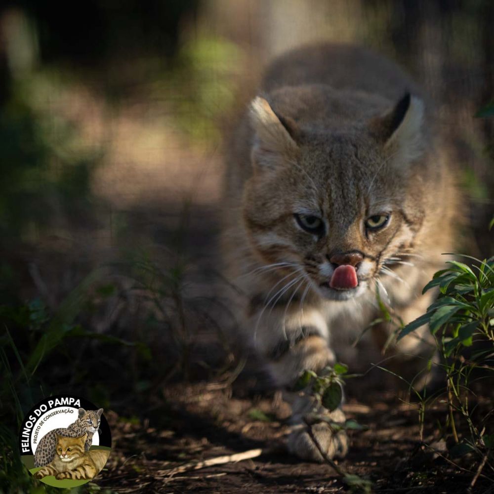 felino em Iminente extinção - O sétimo registro do gato-palheiro-pampeano (Leopardus munoai) em vida no mundo, foi feito nas videiras da Família Salton...