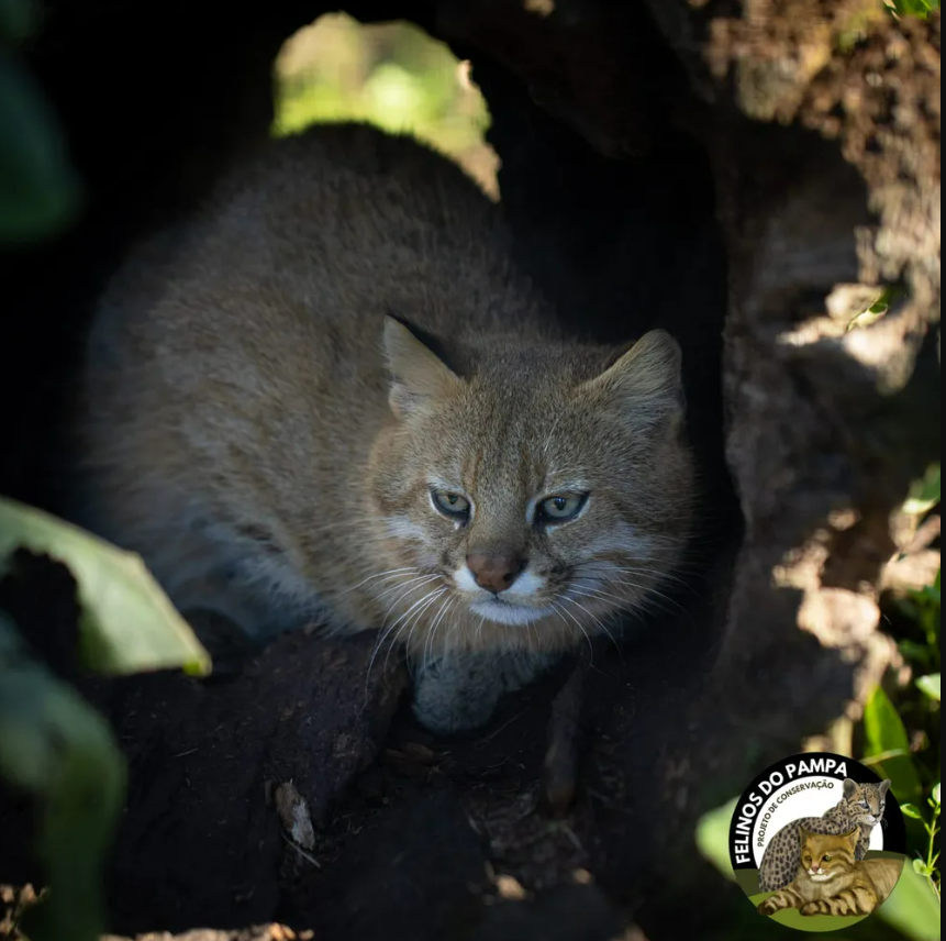 felino em Iminente extinção - O sétimo registro do gato-palheiro-pampeano (Leopardus munoai) em vida no mundo, foi feito nas videiras da Família Salton...