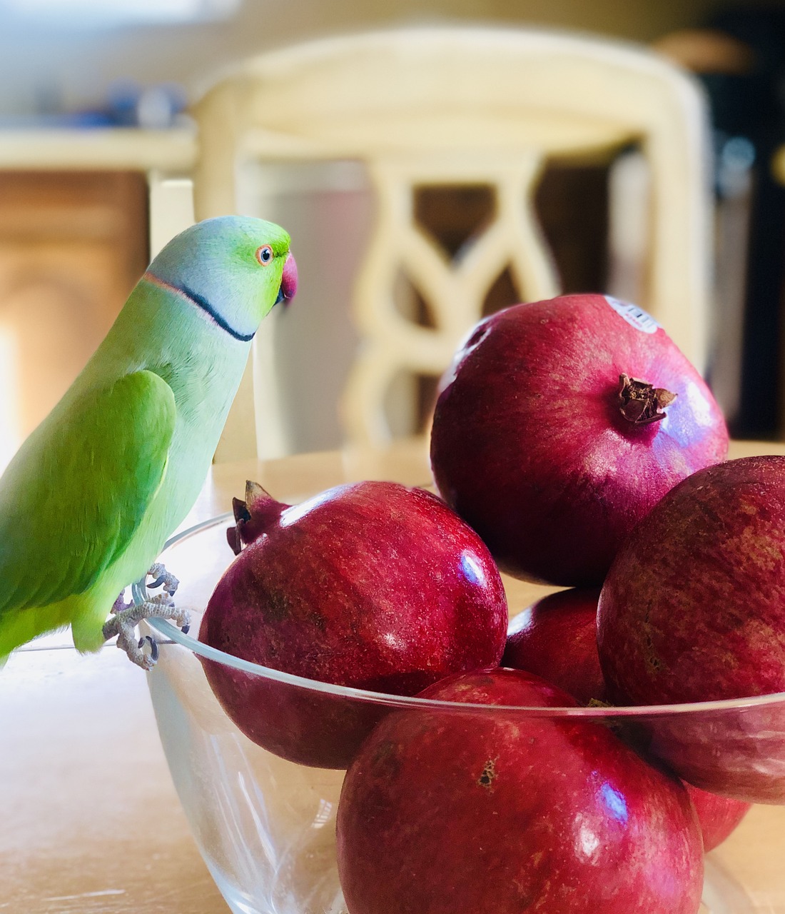 Desvendar as diversas curiosidades dos internautas que amam as aves Ring Necks ou também conhecidos como periquito-de-colar, e ainda