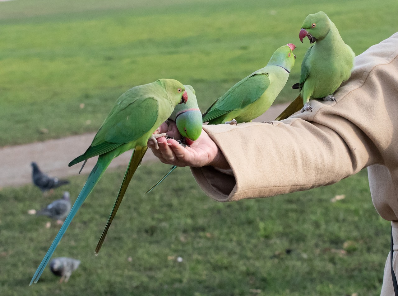 Desvendar as diversas curiosidades dos internautas que amam as aves Ring Necks ou também conhecidos como periquito-de-colar, e ainda