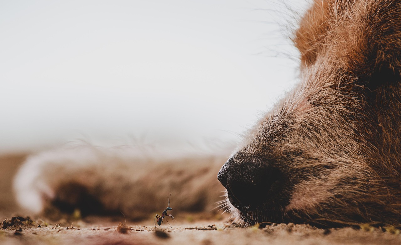 Medo de fogos? Terapia com Florais de Bach e óleos essenciais auxiliam no bem-estar dos pets