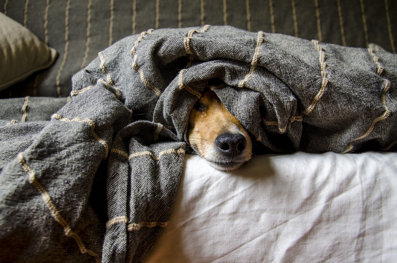 Medo de fogos? Terapia com Florais de Bach e óleos essenciais auxiliam no bem-estar dos pets