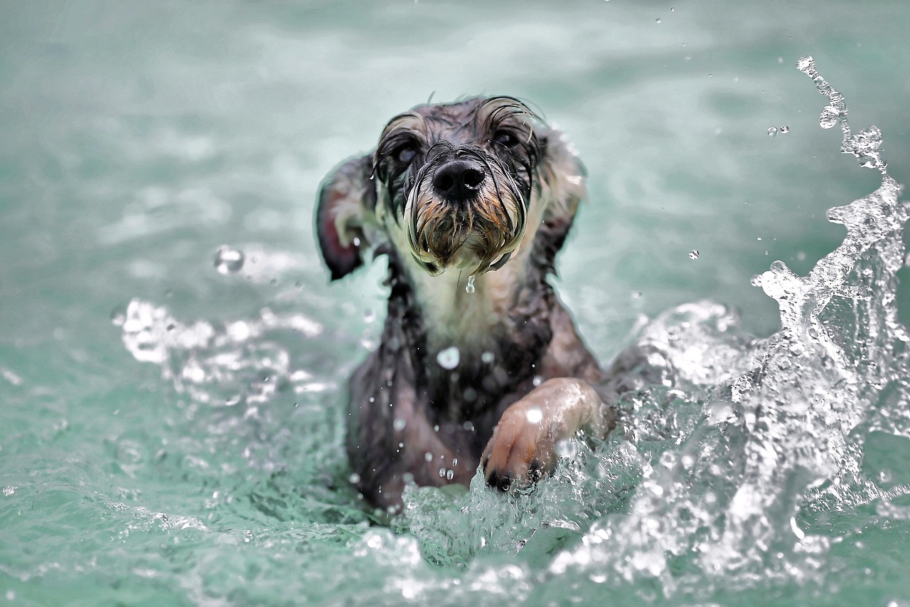 O verão está chegando e as altas temperaturas exigem cuidados extras com os pets. E atenção: nem sempre o que refresca o tutor é adequado para o animal, bem...