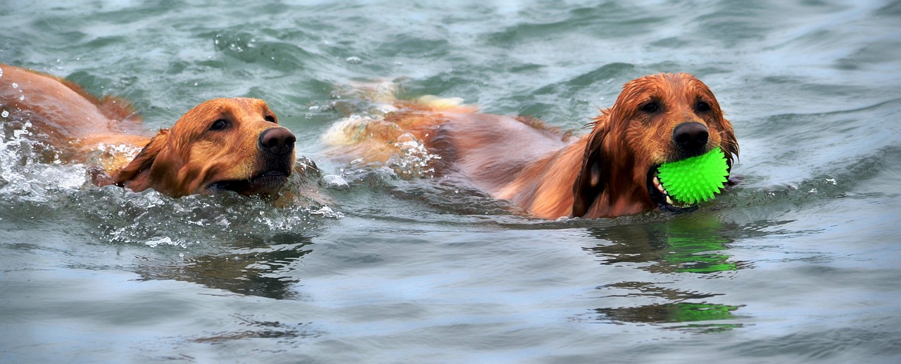 O verão está chegando e as altas temperaturas exigem cuidados extras com os pets. E atenção: nem sempre o que refresca o tutor é adequado para o animal, bem...