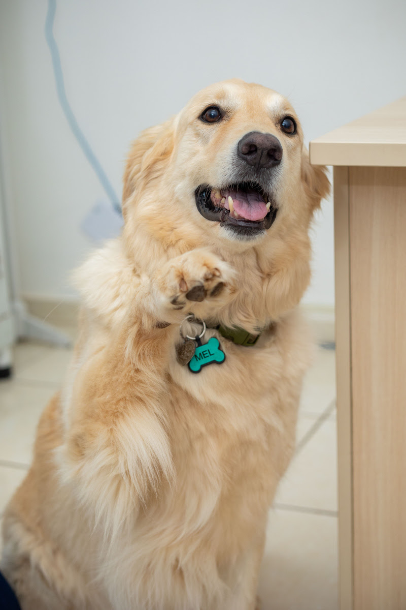 O verão está chegando e as altas temperaturas exigem cuidados extras com os pets. E atenção: nem sempre o que refresca o tutor é adequado para o animal, bem...