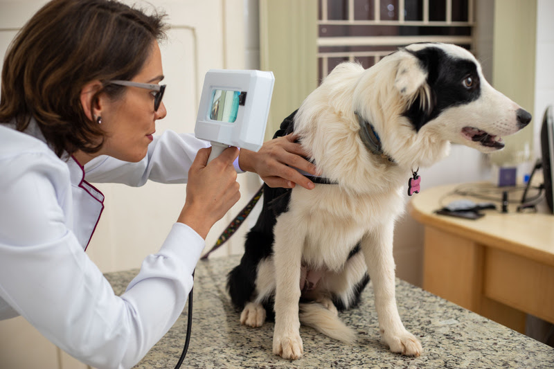 O verão está chegando e as altas temperaturas exigem cuidados extras com os pets. E atenção: nem sempre o que refresca o tutor é adequado para o animal, bem...