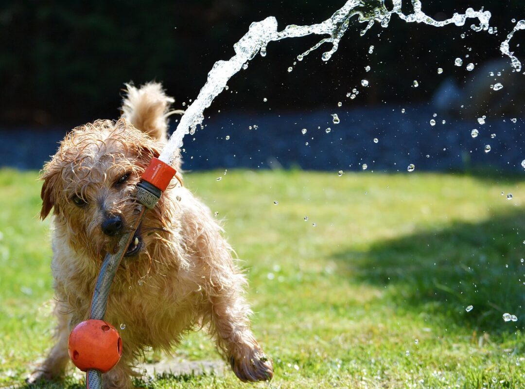 O verão está chegando e as altas temperaturas exigem cuidados extras com os pets. E atenção: nem sempre o que refresca o tutor é adequado para o animal, bem...