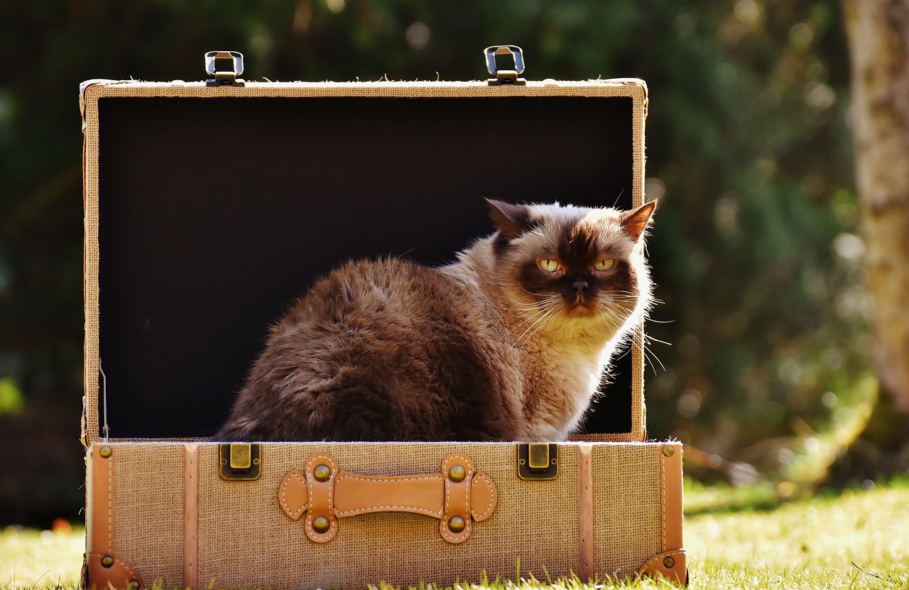 Nas férias com o pet, seja de carro, ônibus ou avião, é preciso ter um bom planejamento  para garantir o conforto do pet durante a viagem...