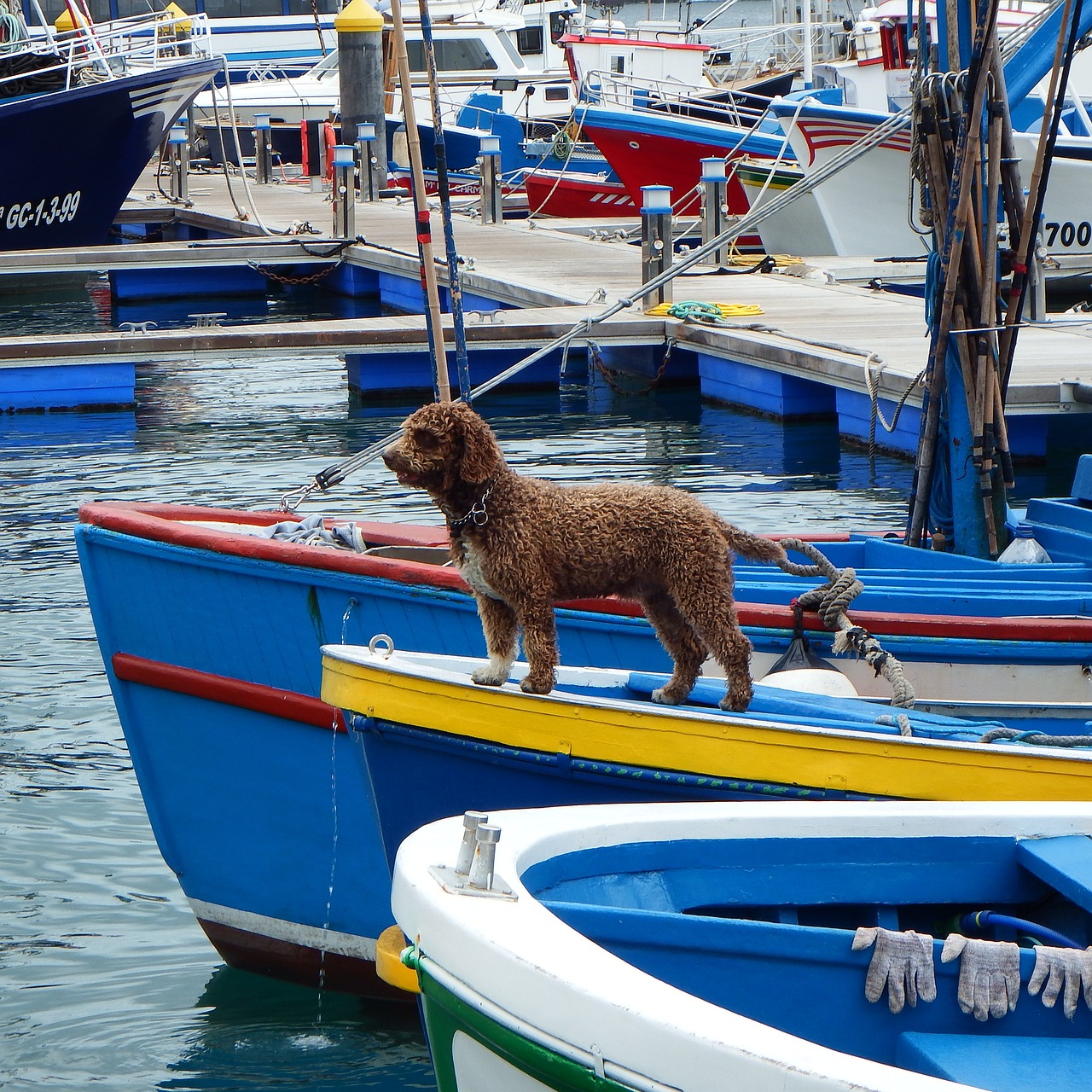 Nas férias com o pet, seja de carro, ônibus ou avião, é preciso ter um bom planejamento  para garantir o conforto do pet durante a viagem...