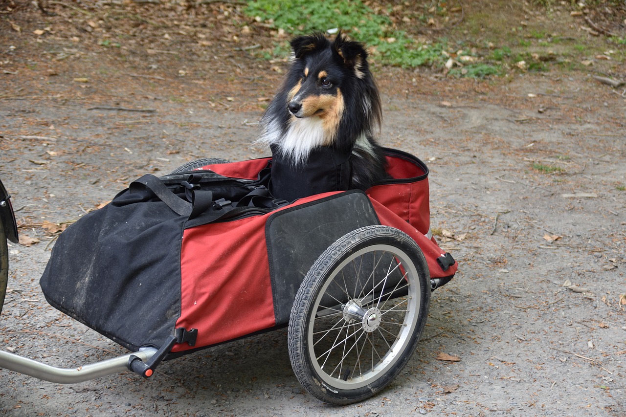 Nas férias com o pet, seja de carro, ônibus ou avião, é preciso ter um bom planejamento  para garantir o conforto do pet durante a viagem...