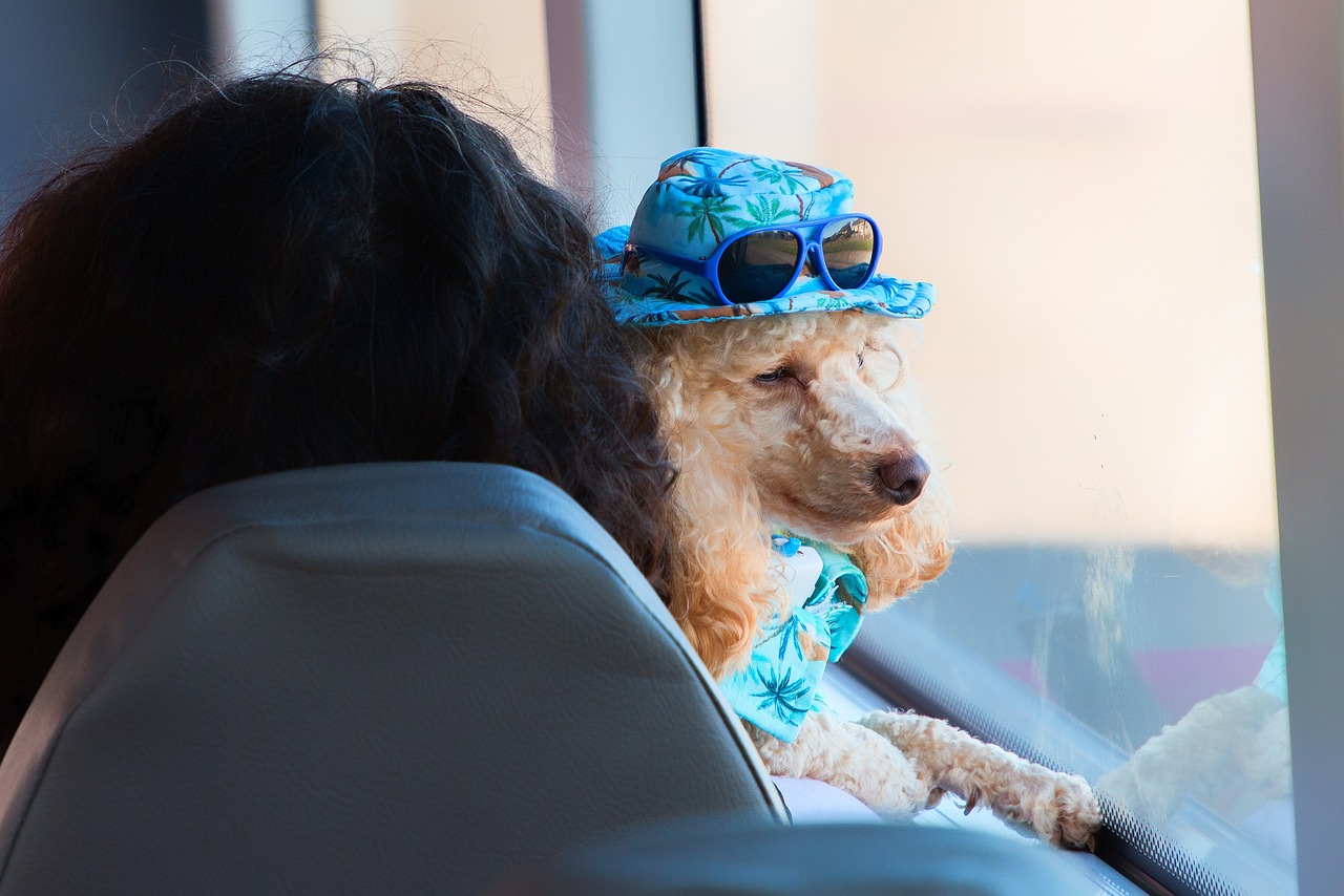 Nas férias com o pet, seja de carro, ônibus ou avião, é preciso ter um bom planejamento  para garantir o conforto do pet durante a viagem...