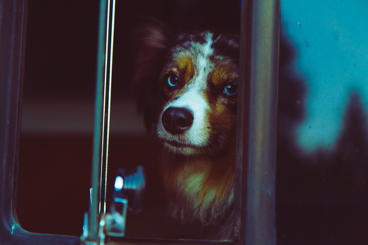 Nas férias com o pet, seja de carro, ônibus ou avião, é preciso ter um bom planejamento  para garantir o conforto do pet durante a viagem...