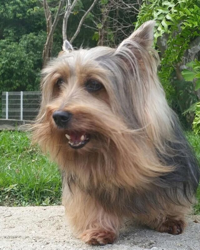 Felipe Ribeiro da Bichomania perdeu seu cachorrinho de estimação, Euclides. O animal, que já tinha idade avançada, morreu semana passada O empresário Felipe...