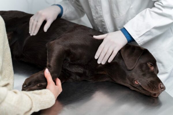 Conhecido como NEM®, a membrana da casca do ovo auxilia recuperação de cães com problemas articulares