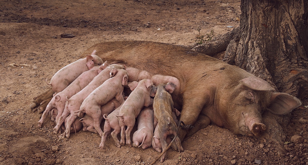 ácidos orgânicos - A produtividade das porcas está ligada diretamente ao manejo correto e ao consumo adequado de ração e água, especialmente durante o verão ou em regiões de clima normalmente quente