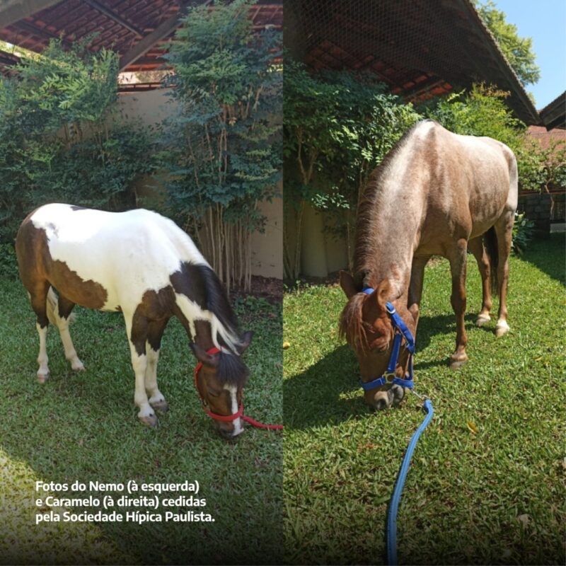 Pôneis e mini-horses são um destaque especial quando se trata de crianças