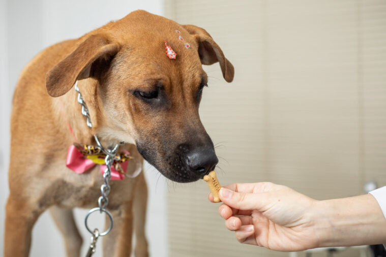 A temperatura esfriou e a periodicidade do banho no pet, neste caso os cães deve ser mais espaçada? Eis aí uma questão que aflora aos tutores toda vez que o..