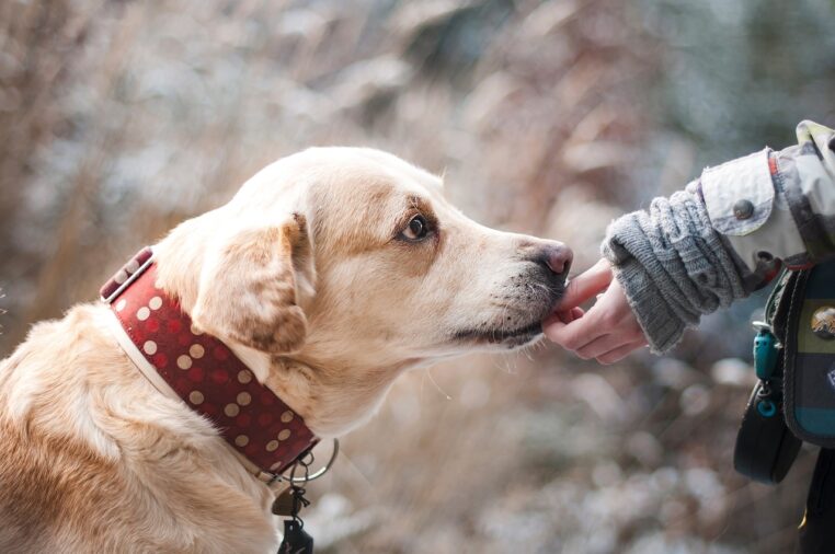 Alívio rápido da dor - Os pets estão vivendo cada vez mais e melhor, graças à nutrição adequada, prevenção de doenças e cuidados proporcionados pelo tutor. Contudo, a vida do pet...