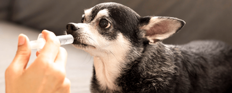 Os pets ocupam, cada vez mais, um lugar muito importante na vida das famílias. E, como com qualquer pessoa que amamos, queremos vê-los sempre felizes...