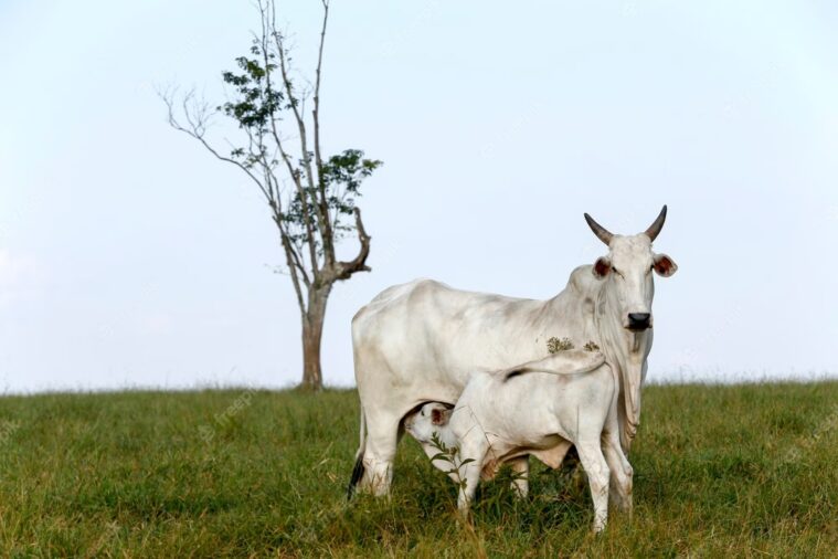 endectocida - A aplicação de doramectina protege os recém-nascidos do contato com parasitas que podem atrasar seu desenvolvimento "Frágil, o bezerro exige muita atenção...