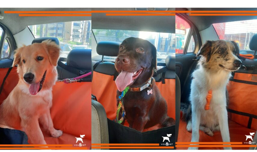 Os pets agora contam com um serviço de transporte exclusivo para eles, que funciona como um Uber, mas só para caninos e felinos. A Voudpet, startup de...