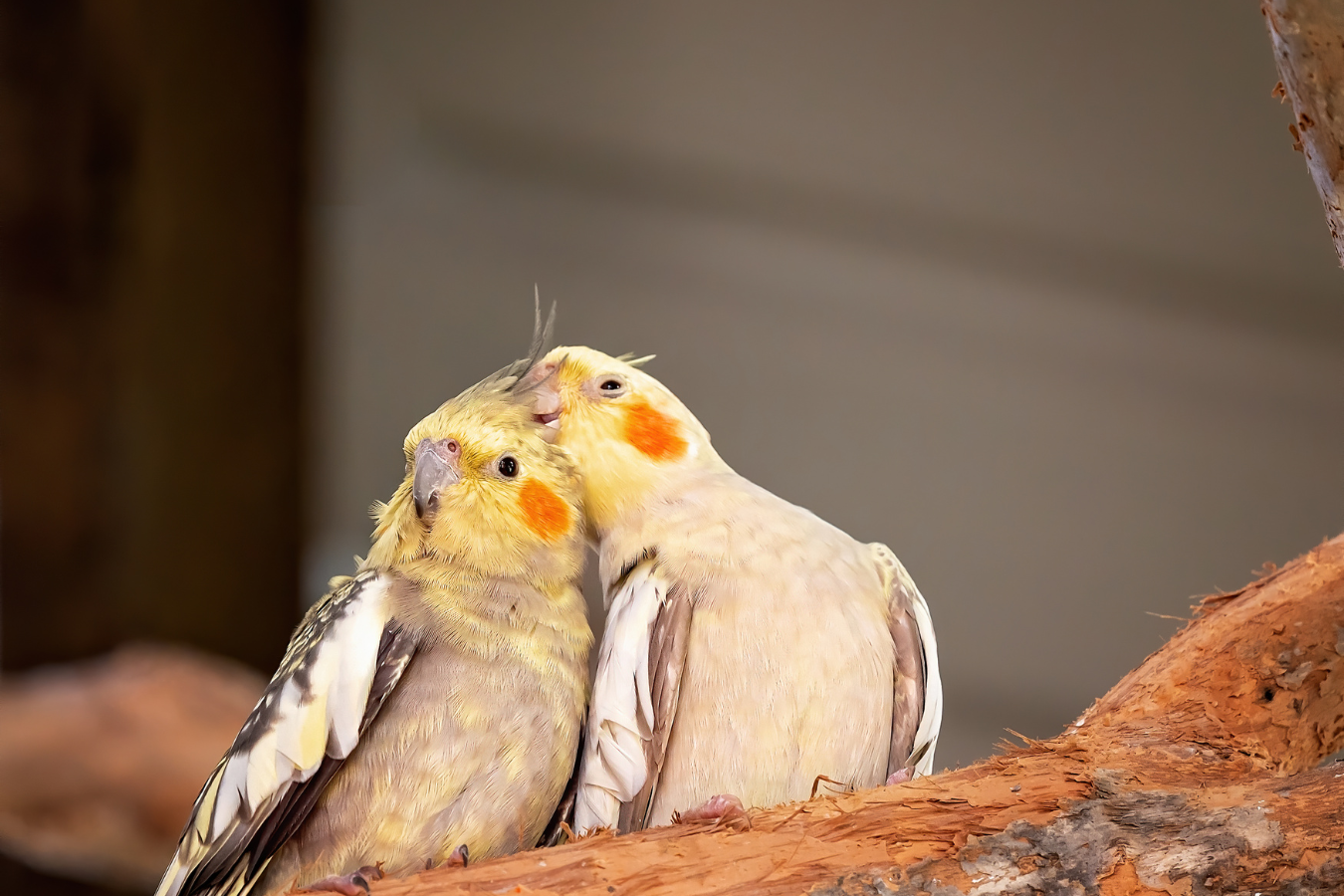 As calopsitas, também conhecidas como calopsitas-australianas, conquistaram o coração dos amantes de animais de estimação ao redor do mundo com suas...