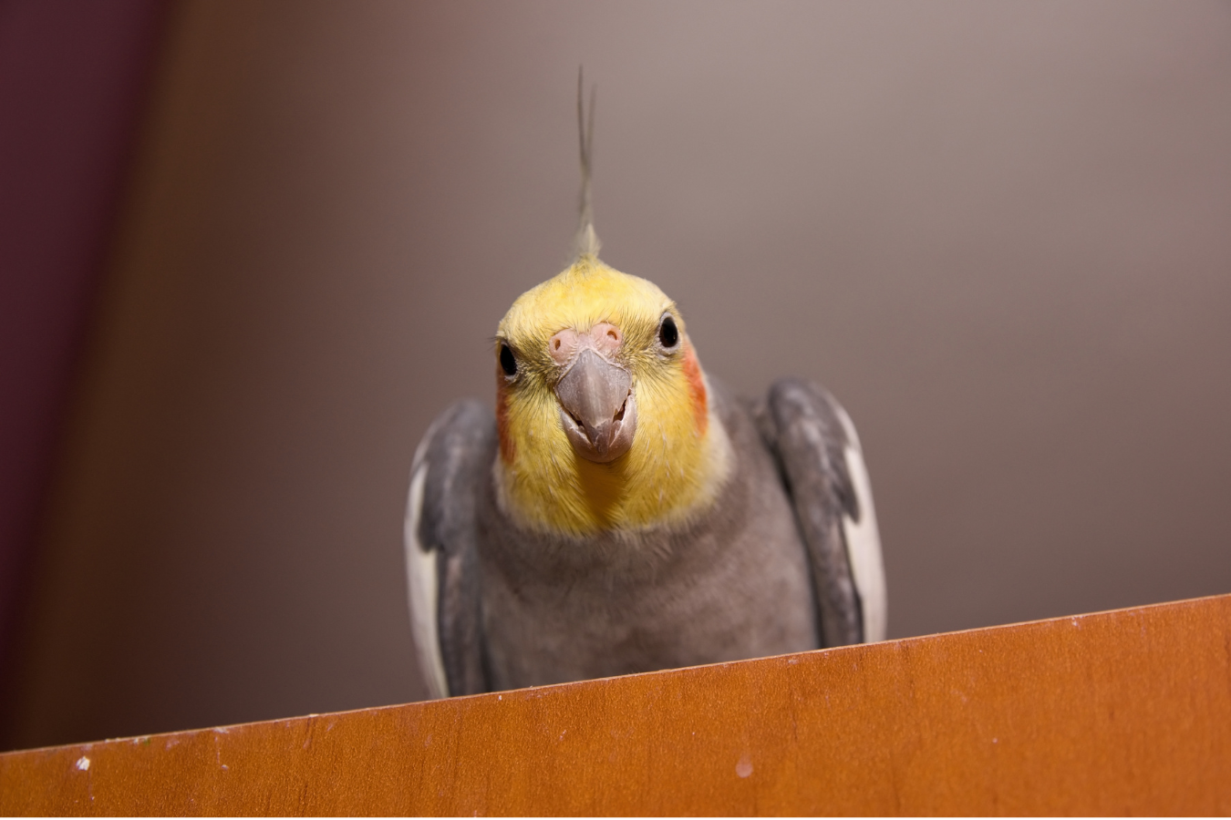 As calopsitas, também conhecidas como calopsitas-australianas, conquistaram o coração dos amantes de animais de estimação ao redor do mundo com suas...