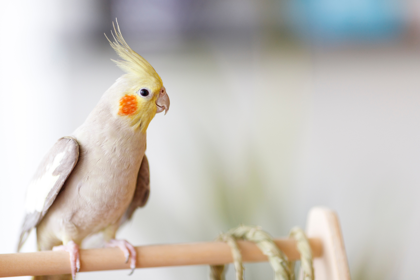 As calopsitas, também conhecidas como calopsitas-australianas, conquistaram o coração dos amantes de animais de estimação ao redor do mundo com suas...