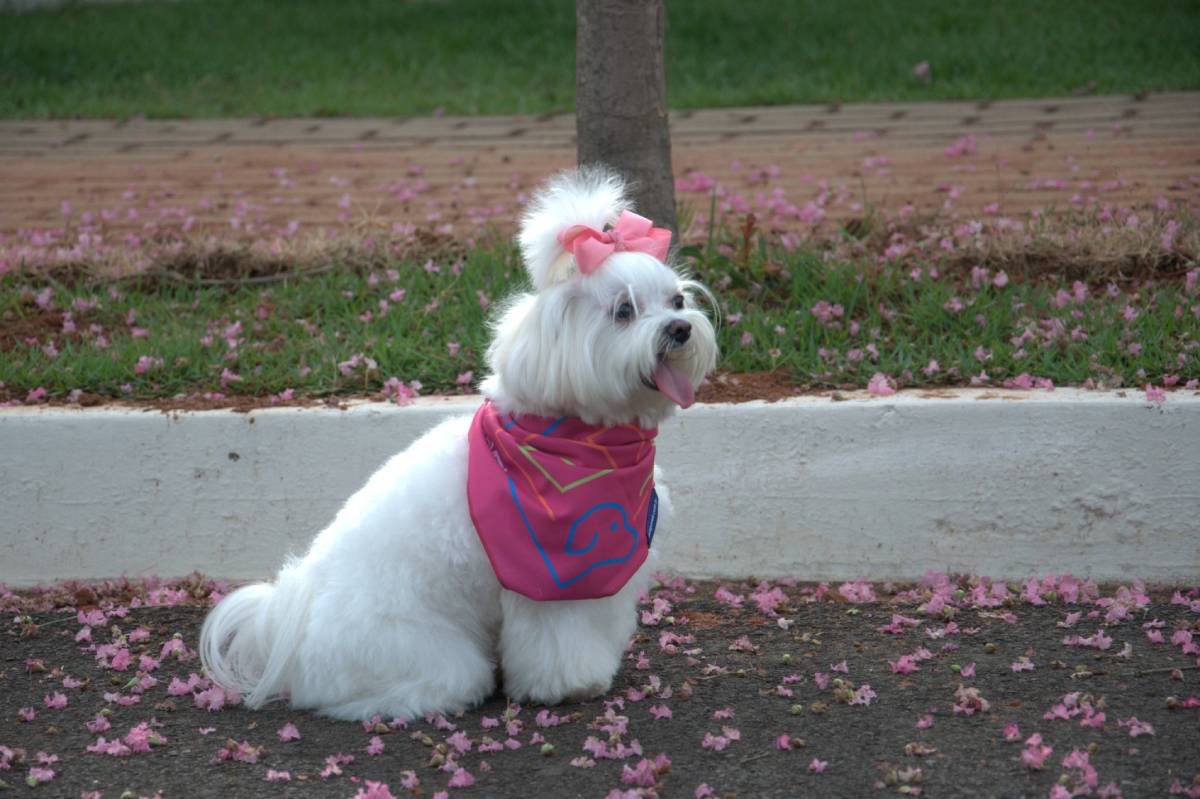 Verminoses em pets. Perda de apetite e de peso, vômito, diarreia, distensão e dor abdominal são sinais clínicos comuns de diversas patologias, incluindo...