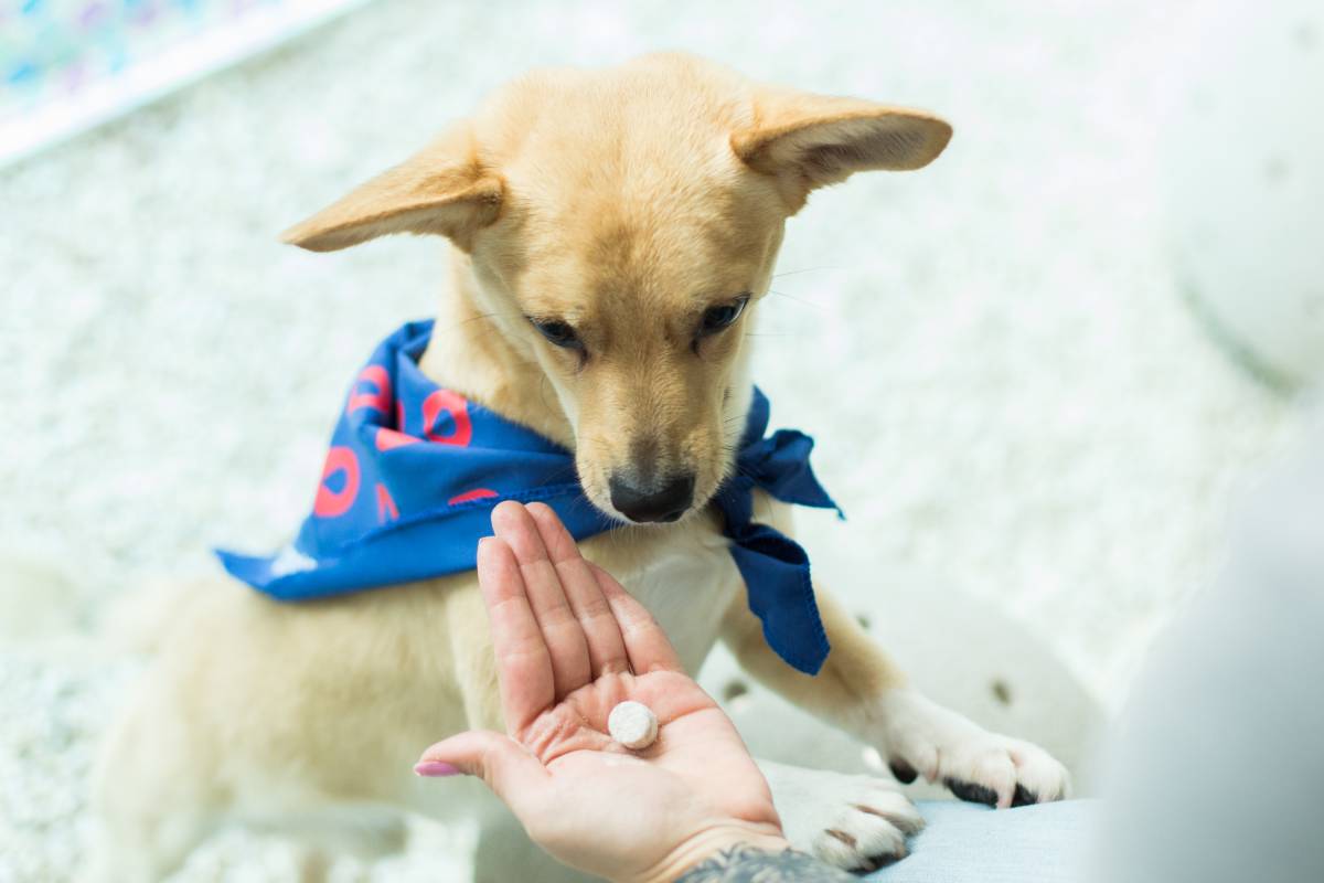 Verminoses em pets. Perda de apetite e de peso, vômito, diarreia, distensão e dor abdominal são sinais clínicos comuns de diversas patologias, incluindo...