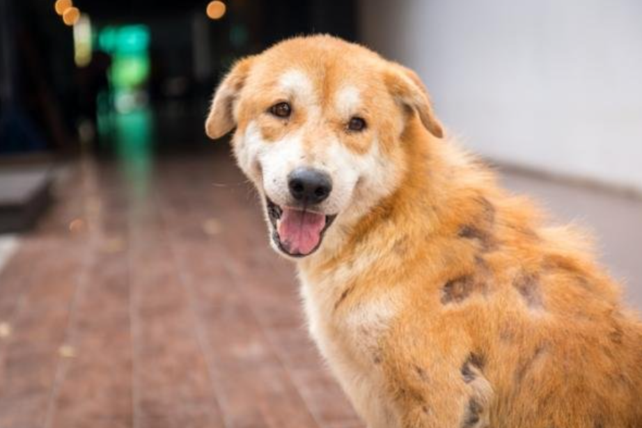 A coceira é fisiológica e faz parte do hábito dos cães, porém, se estiver ocorrendo de forma excessiva, é importante investigar, pois pode indicar que há...