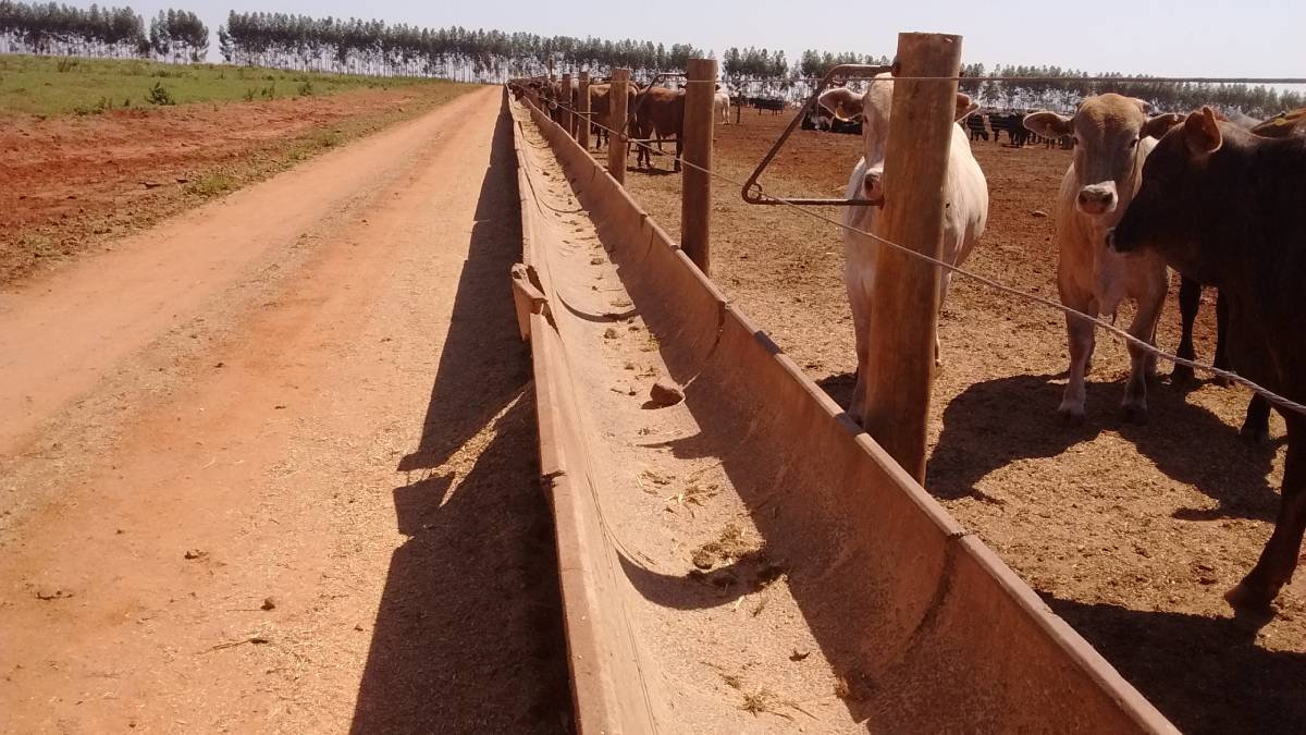 Com papel fundamental no confinamento de bovinos, a leitura de cocho fornece parâmetros essenciais para avaliar a necessidade de ajustar o volume diário da...