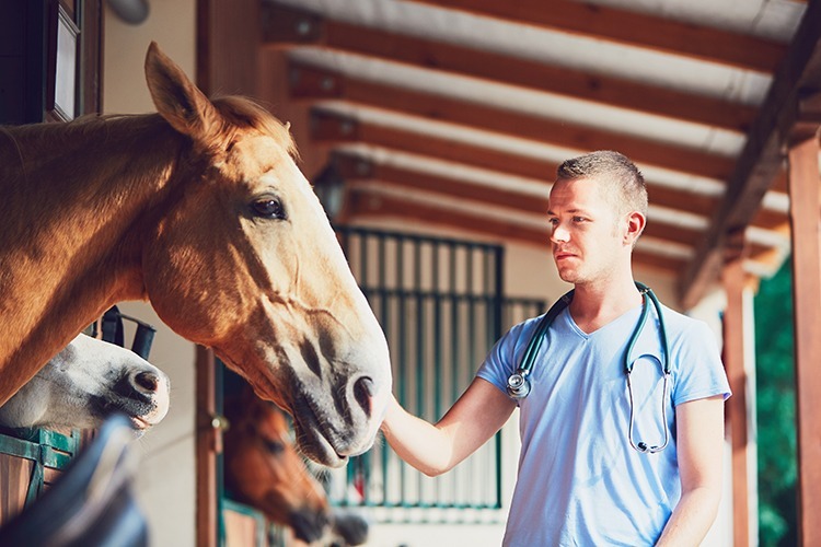 a adenite equina é caracterizada por inflamação mucopurulenta do trato respiratório superior de equinos, a transmissão pode acontecer pela via oral e nasal...