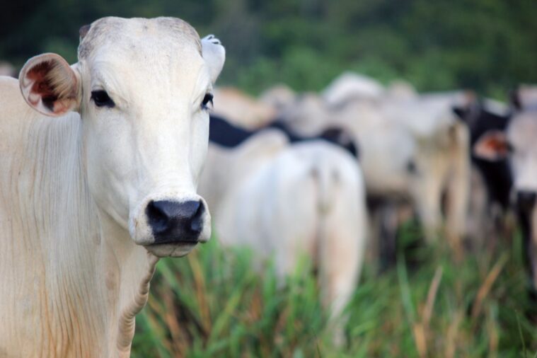 "O uso de suplementação com proteico energético pode ser a alternativa ideal para aumento do ganho de peso, maior eficiência de lotação, redução do tempo de...