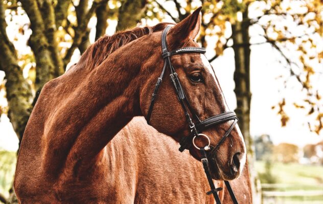 a adenite equina é caracterizada por inflamação mucopurulenta do trato respiratório superior de equinos, a transmissão pode acontecer pela via oral e nasal...