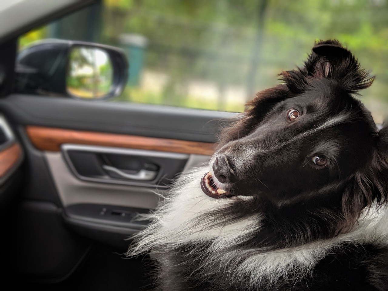 Com a chegada das férias escolares, muitos tutores decidem viajar acompanhados dos pets. Afinal, eles são parte da família. No entanto, o deslocamento pode...