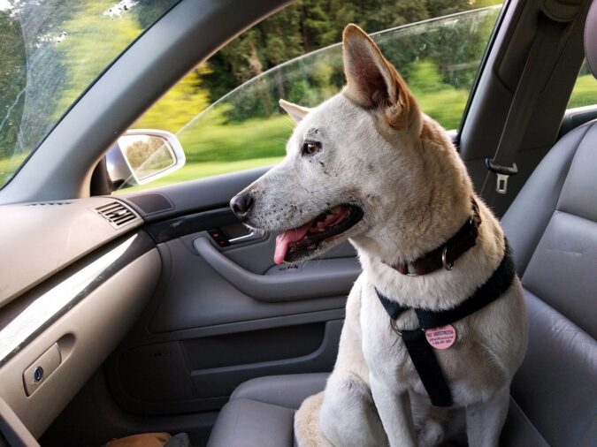 Com a chegada das férias escolares, muitos tutores decidem viajar acompanhados dos pets. Afinal, eles são parte da família. No entanto, o deslocamento pode...