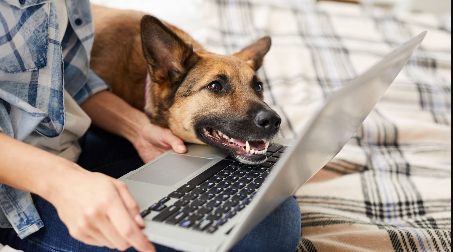 A telemedicina animal é um serviço que veio para complementar o atendimento veterinário tradicional e facilitar a vida de tutores de pets de todo o Brasil....