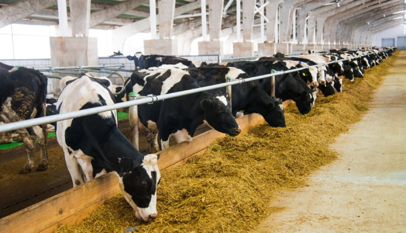 Os programas de melhoramento genético coordenados pela Embrapa Gado de Leite não apenas proporcionaram o aumento da produtividade por animal, mas também...