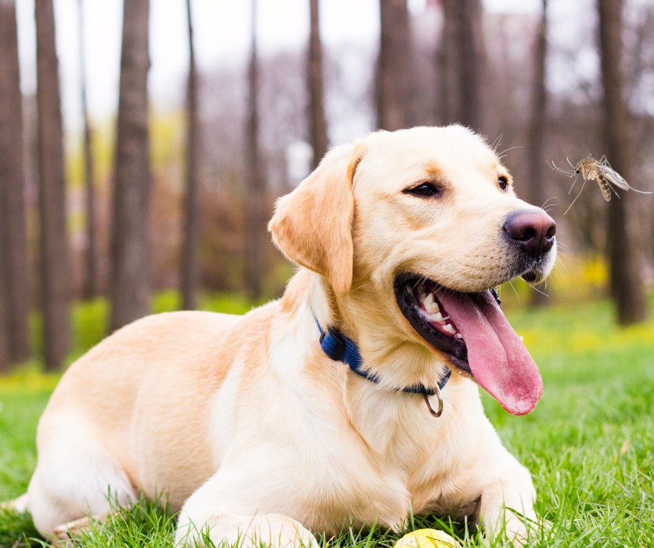 Leishmaniose - Você pode não saber, mas o mês de agosto na medicina veterinária é destinado à prevenção e conscientização sobre uma doença considerada uma...