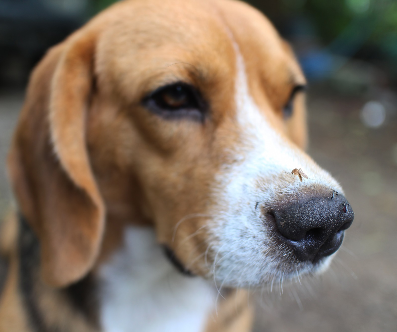 Leishmaniose - Você pode não saber, mas o mês de agosto na medicina veterinária é destinado à prevenção e conscientização sobre uma doença considerada uma...