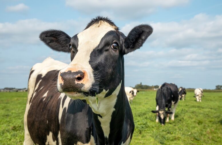 Mais uma vez na maior feira voltada à cadeia do leite do Brasil, a Auster Nutrição Animal marca presença na Agroleite, entre 8 e 11 de agosto, em Castro...