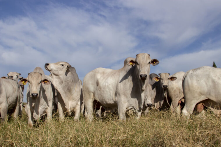 Padronização dos animais nos lotes impulsiona o ganho de peso, melhora a qualidade da carcaça, aumenta eficiência produtiva e agrega valor, diz especialista...