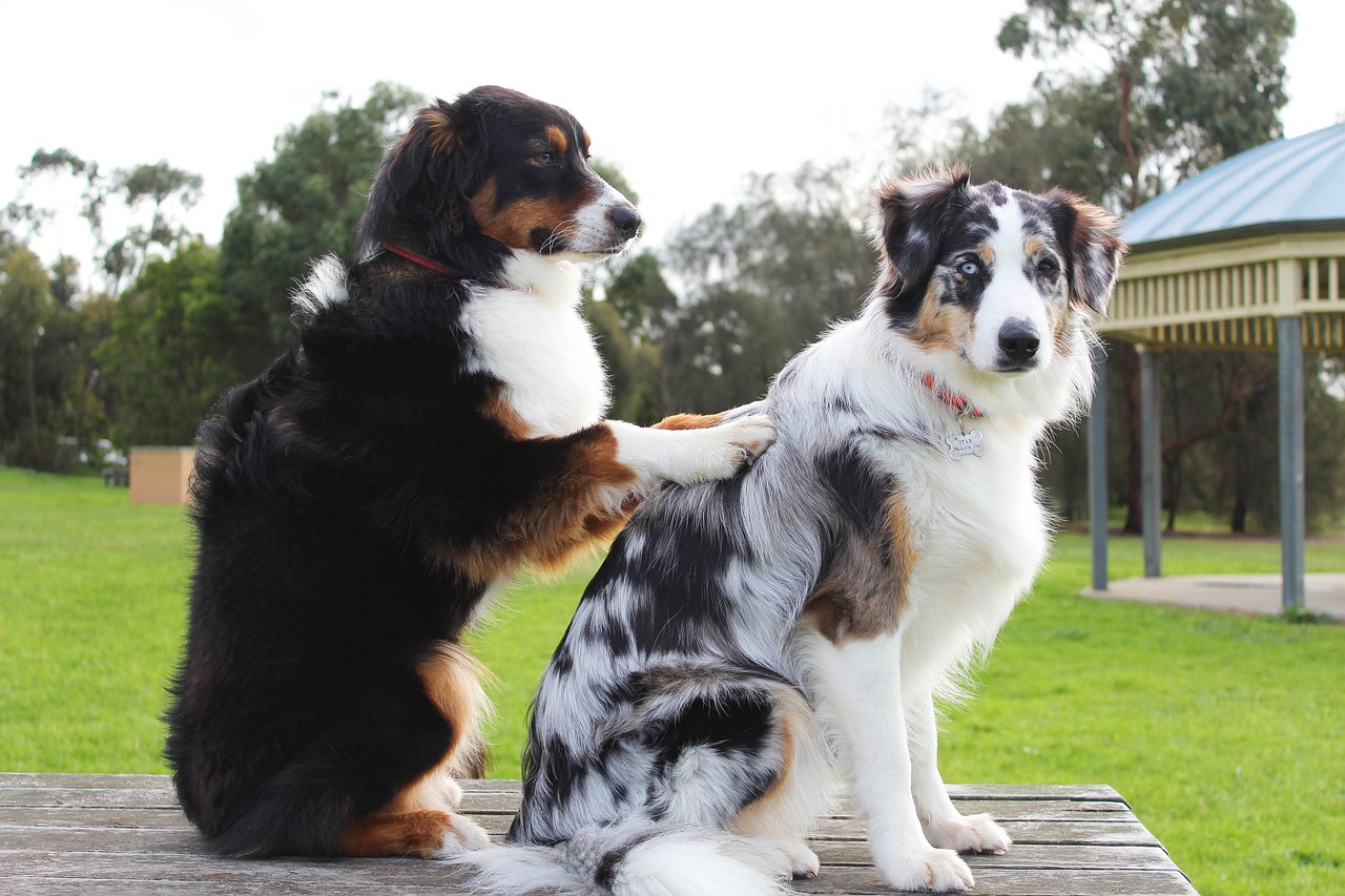 Leishmaniose - Você pode não saber, mas o mês de agosto na medicina veterinária é destinado à prevenção e conscientização sobre uma doença considerada uma...