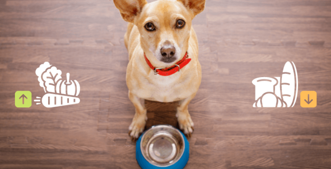 Primeira empresa da América Latina a realizar exames de microbioma em cães e gatos, a Petbiomas oferece solução tecnológica para prevenção e diagnóstico de...